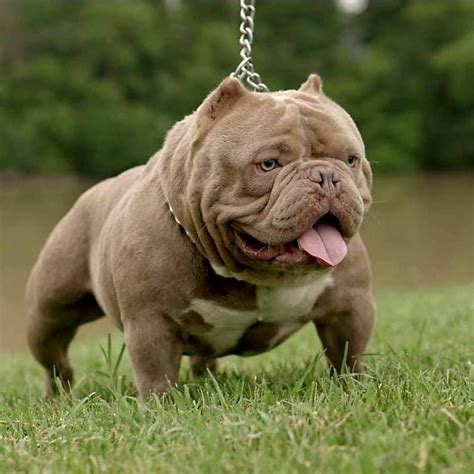 exotic american bully|exotic american bully puppies.